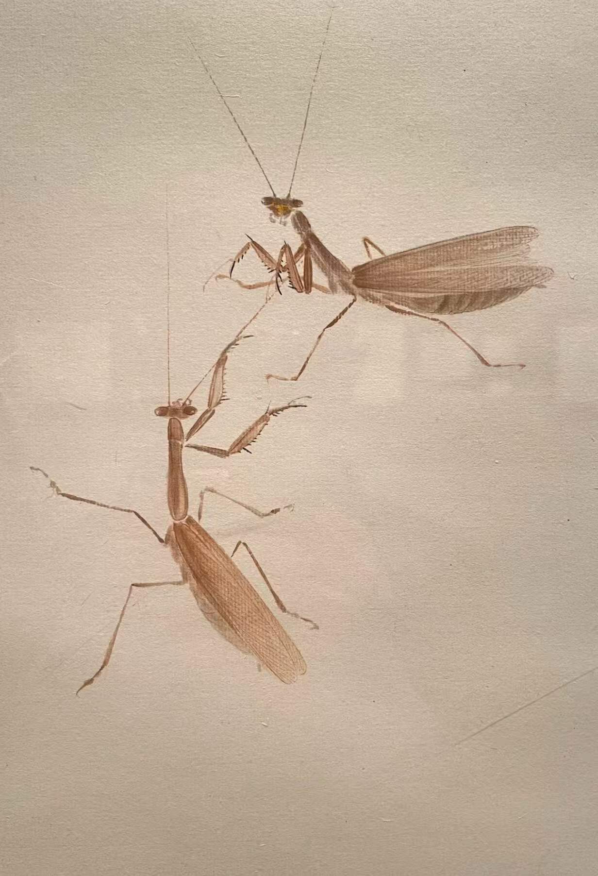 王朝晖《双螳图》两只螳螂草虫设色中国花鸟画